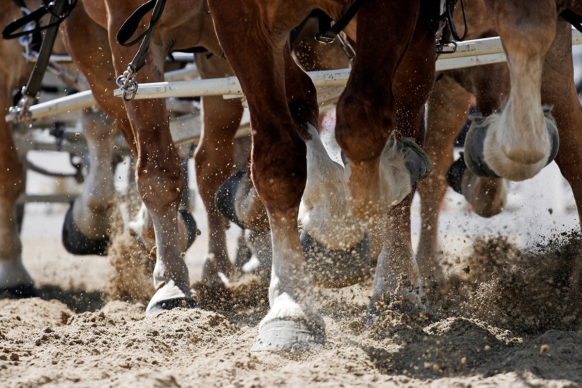horse-pull